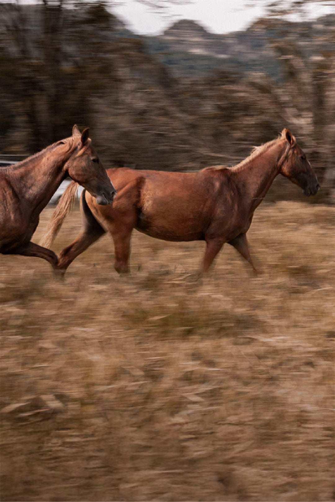 Nueva Colección Tierra & Encanto