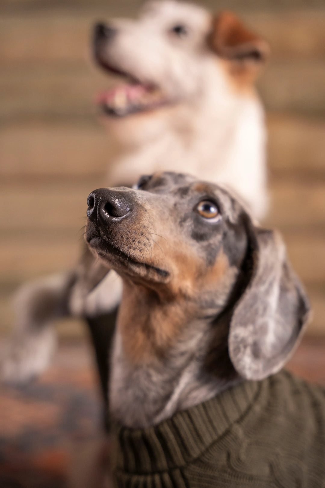 2-Pack Suéteres Perros Verde