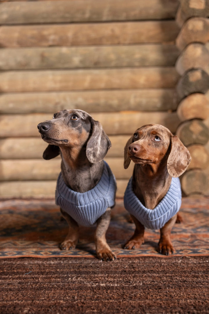2-Pack Suéteres Perros Azul Cielo