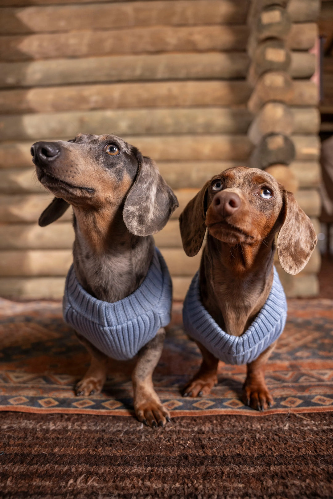 2-Pack Suéteres Perros Azul Cielo