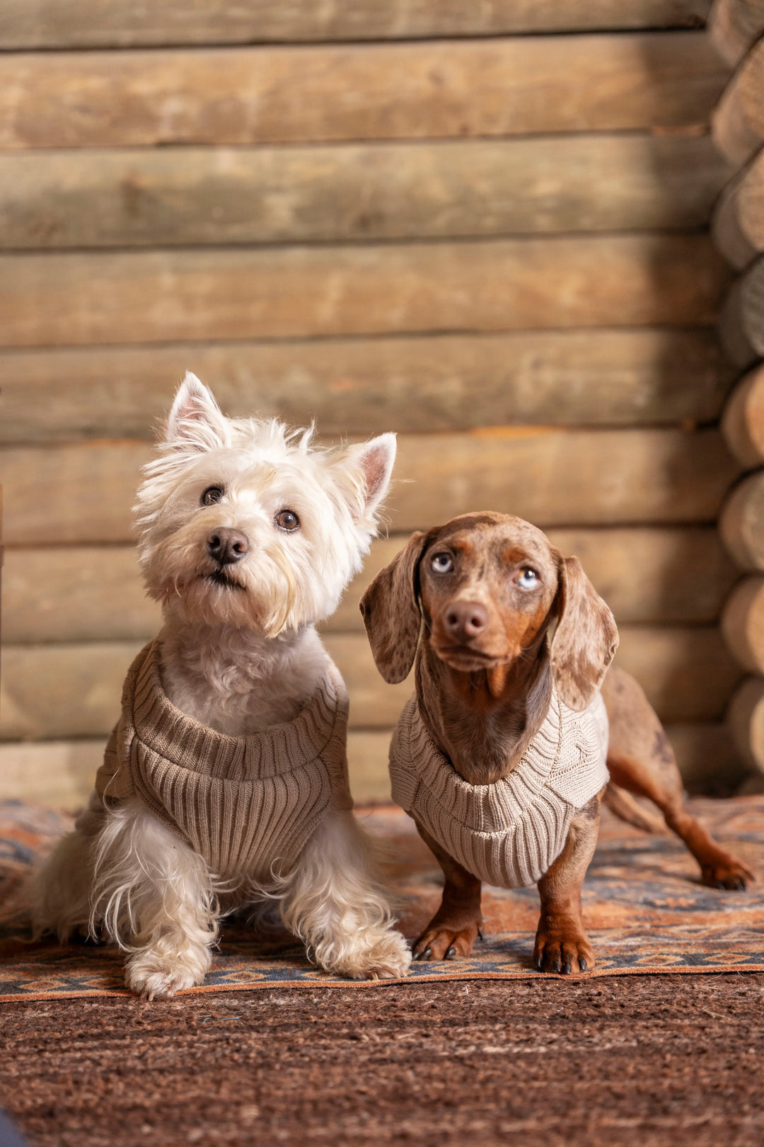 2-Pack Suéteres Perros Arena