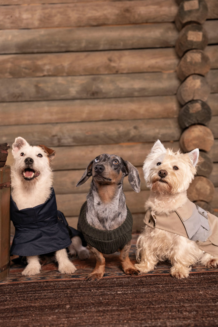 3-Pack Pet Essentials