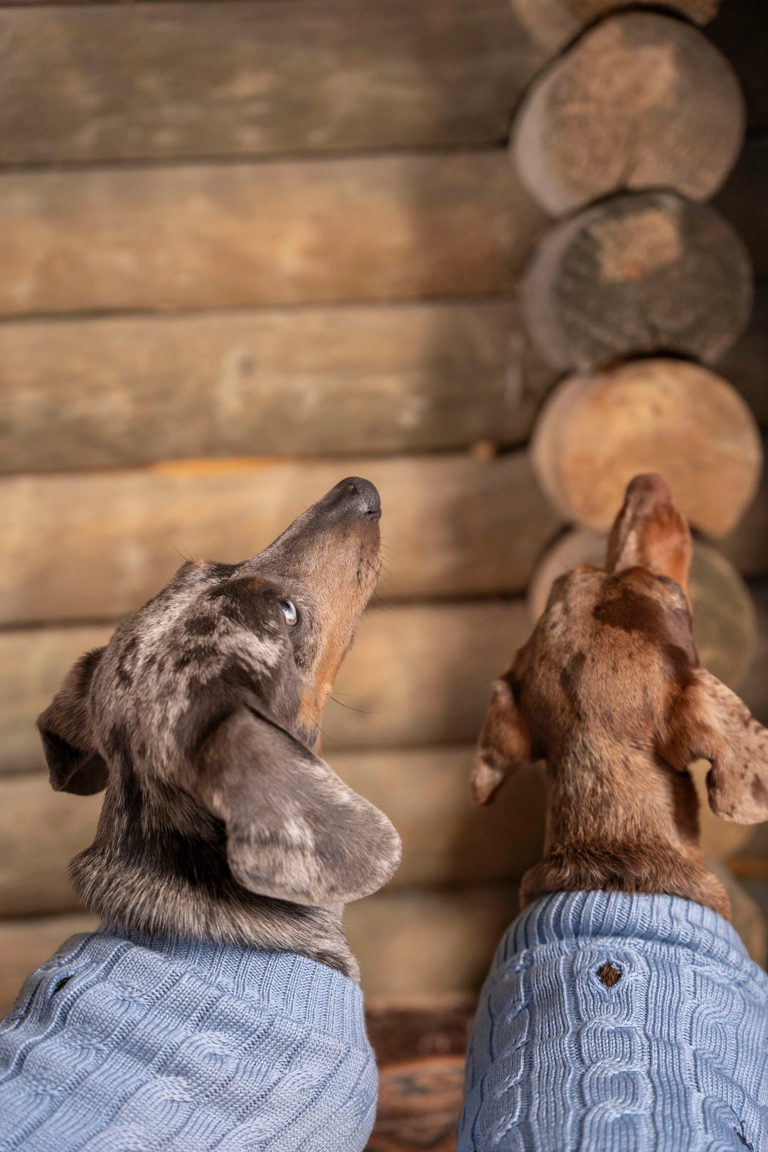 2-Pack Suéteres Perros Azul Cielo