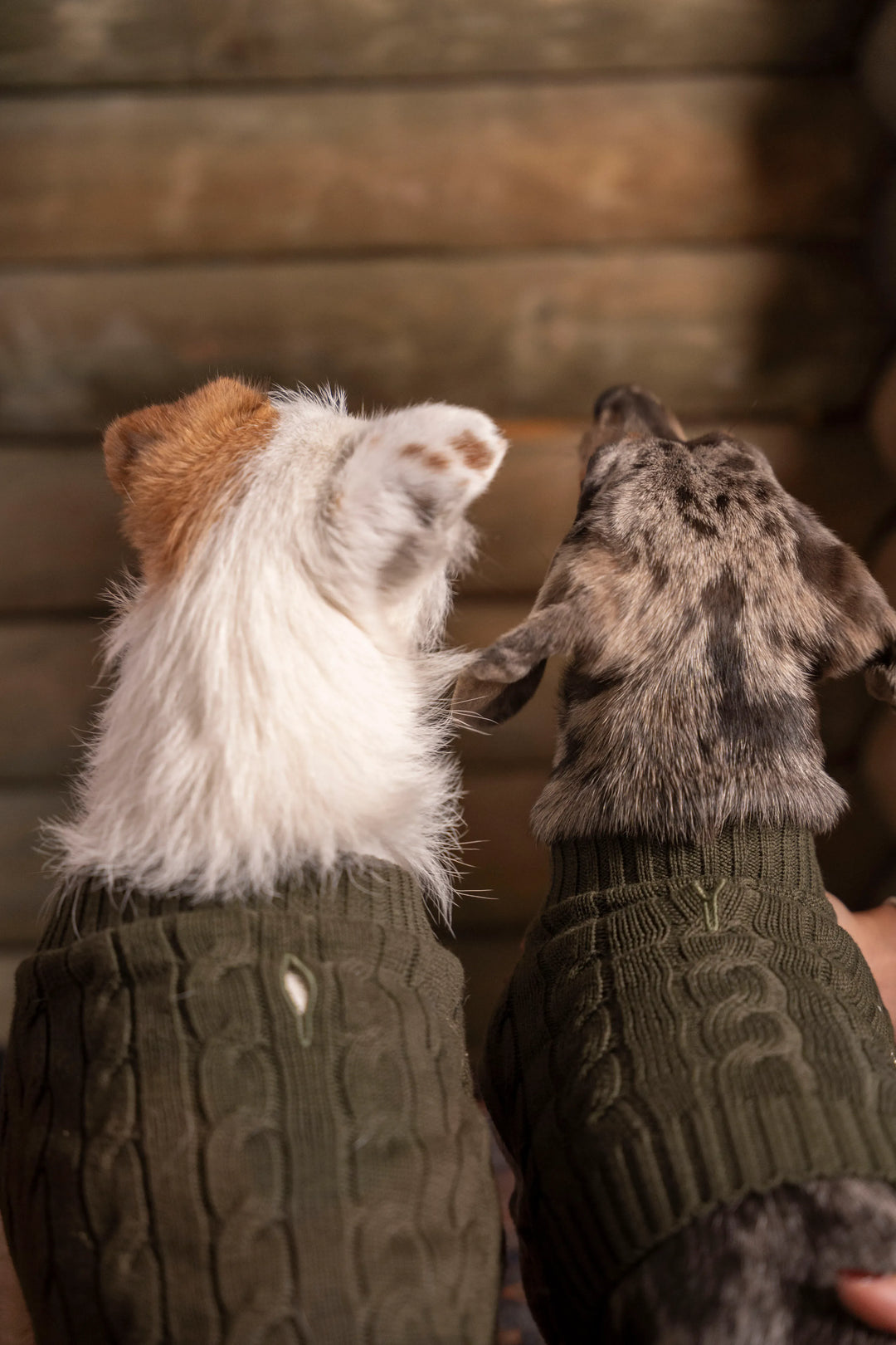 2-Pack Suéteres Perros Verde