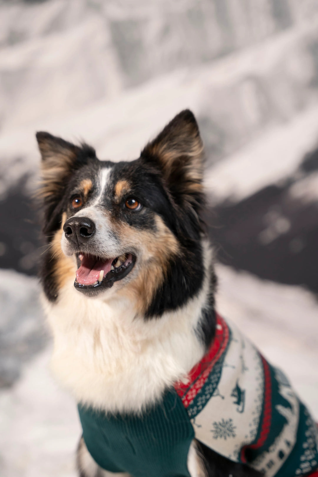 Not So Ugly Sweater Perros Verde