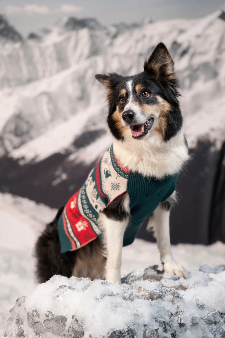 Not So Ugly Sweater Perros Verde