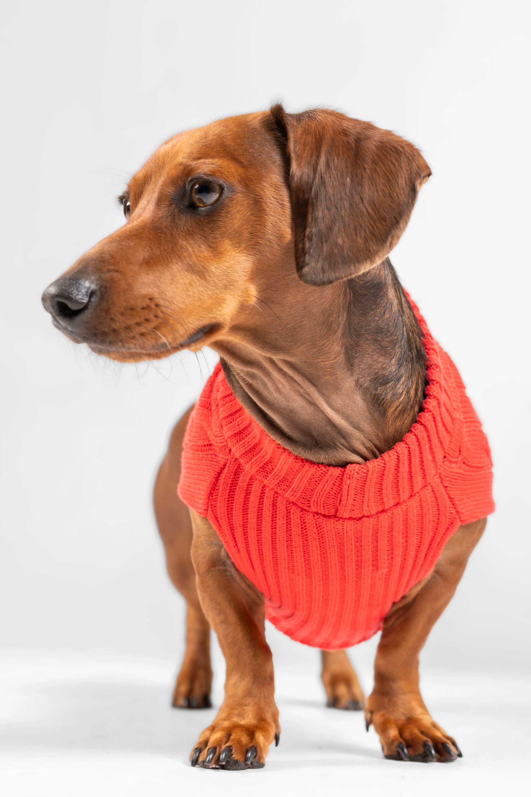 Suéter Perros Rojo