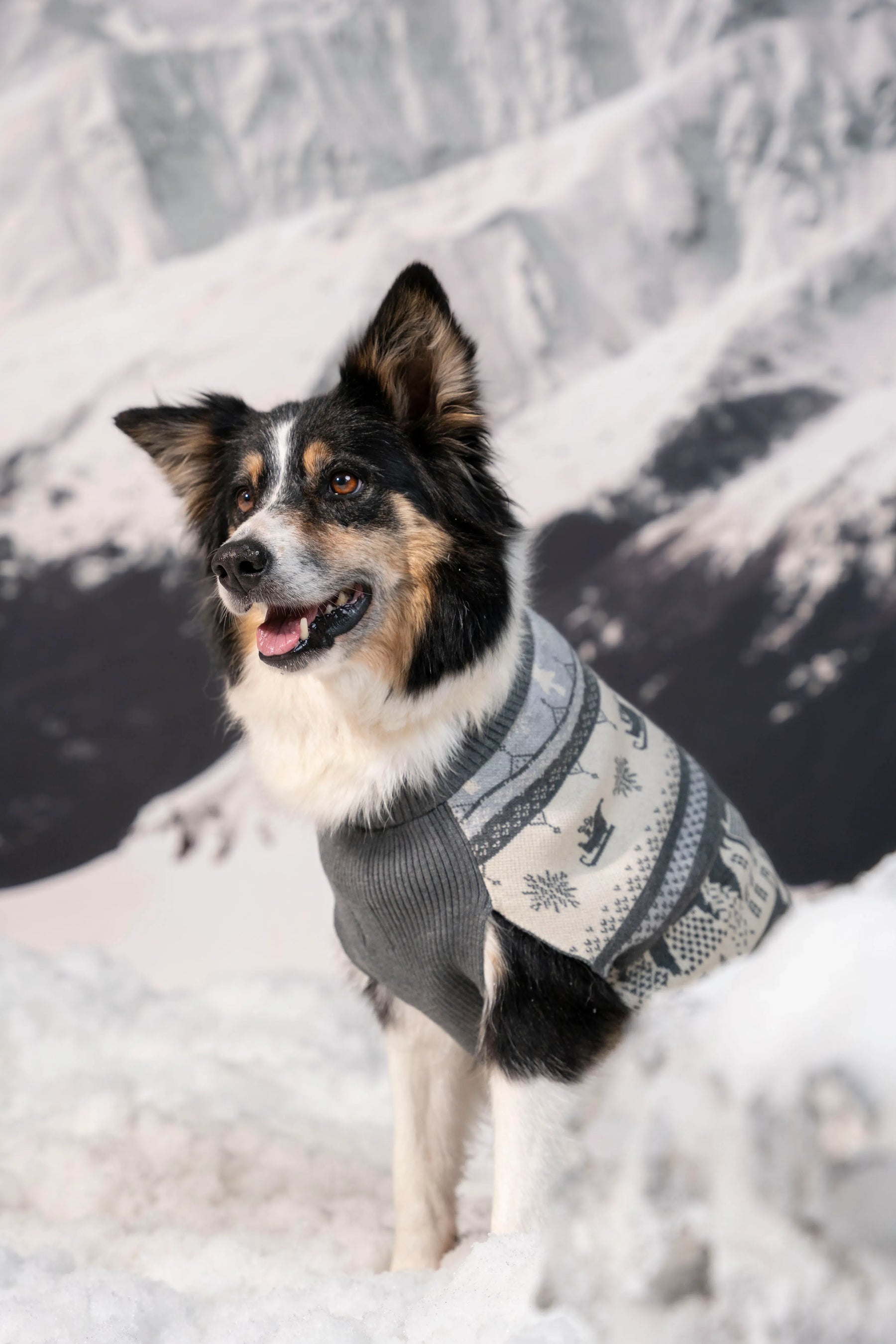 Not So Ugly Sweater Perros Gris