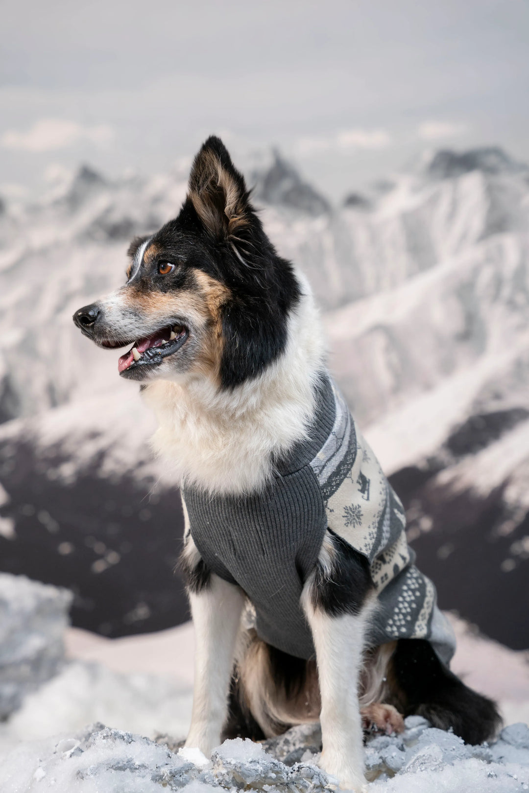 Not So Ugly Sweater Perros Gris