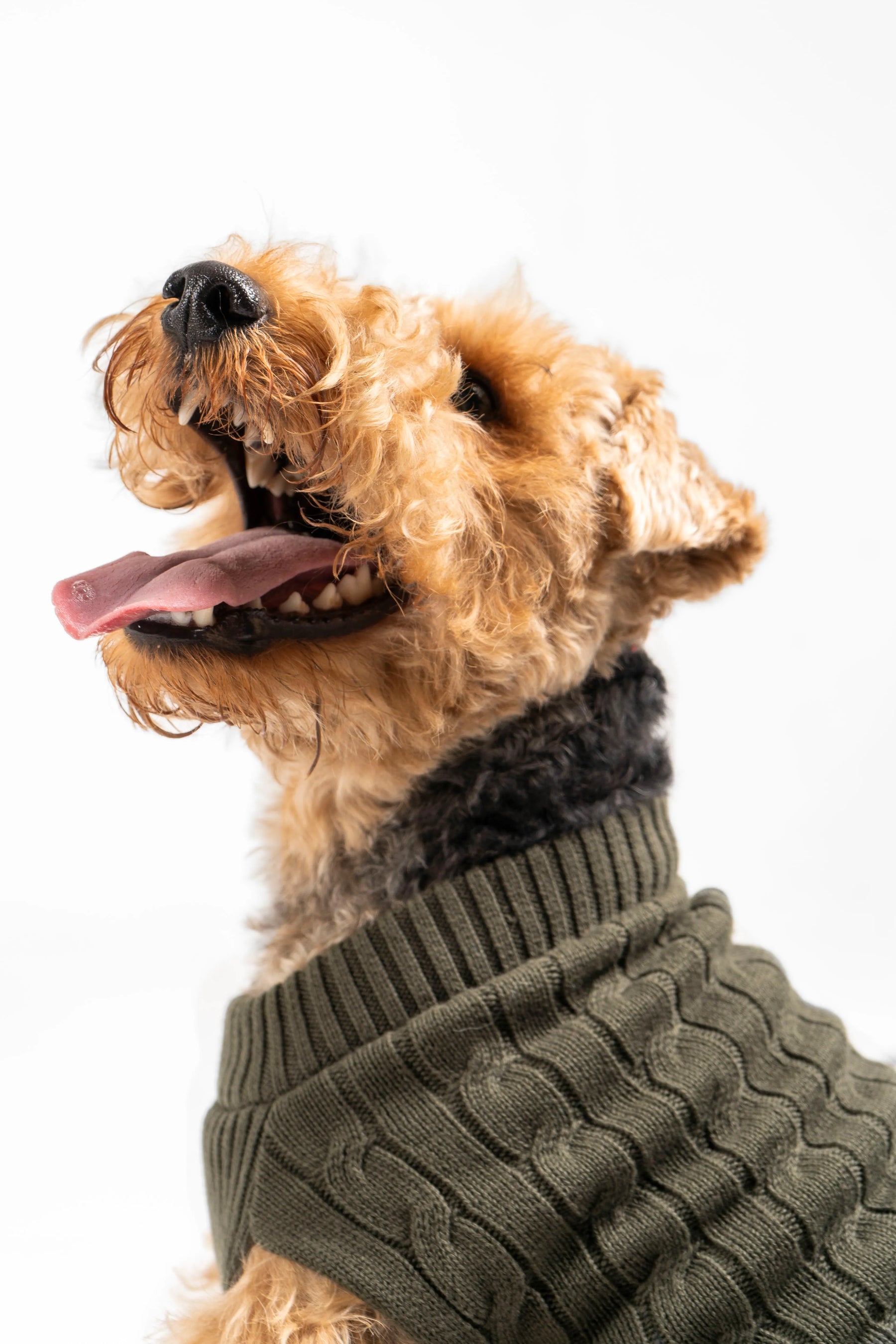 Suéter Perros Verde