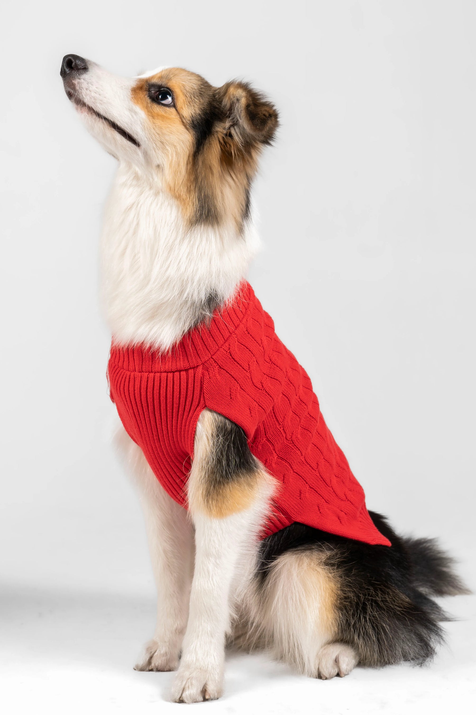 Suéter Perros Rojo