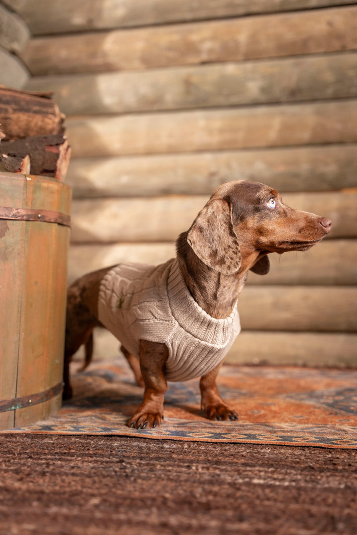 Suéter Perros Arena