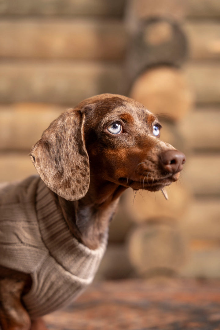 Suéter Perros Arena