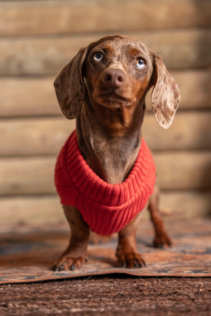 Suéter Perros Rojo