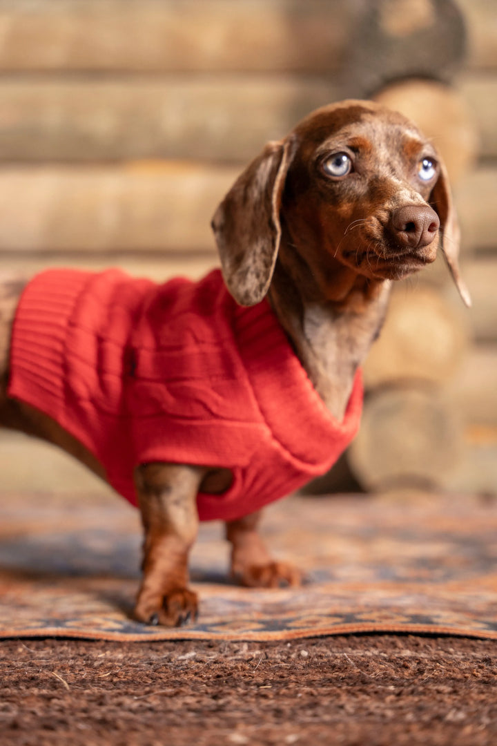 Suéter Perros Rojo