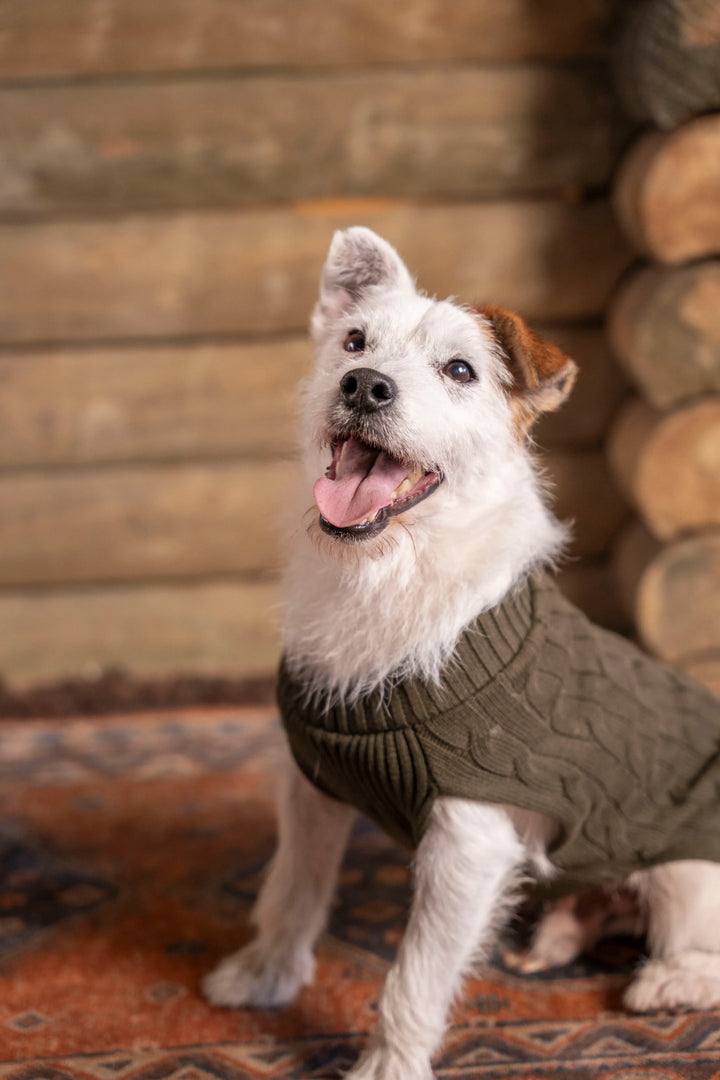 Suéter Perros Verde