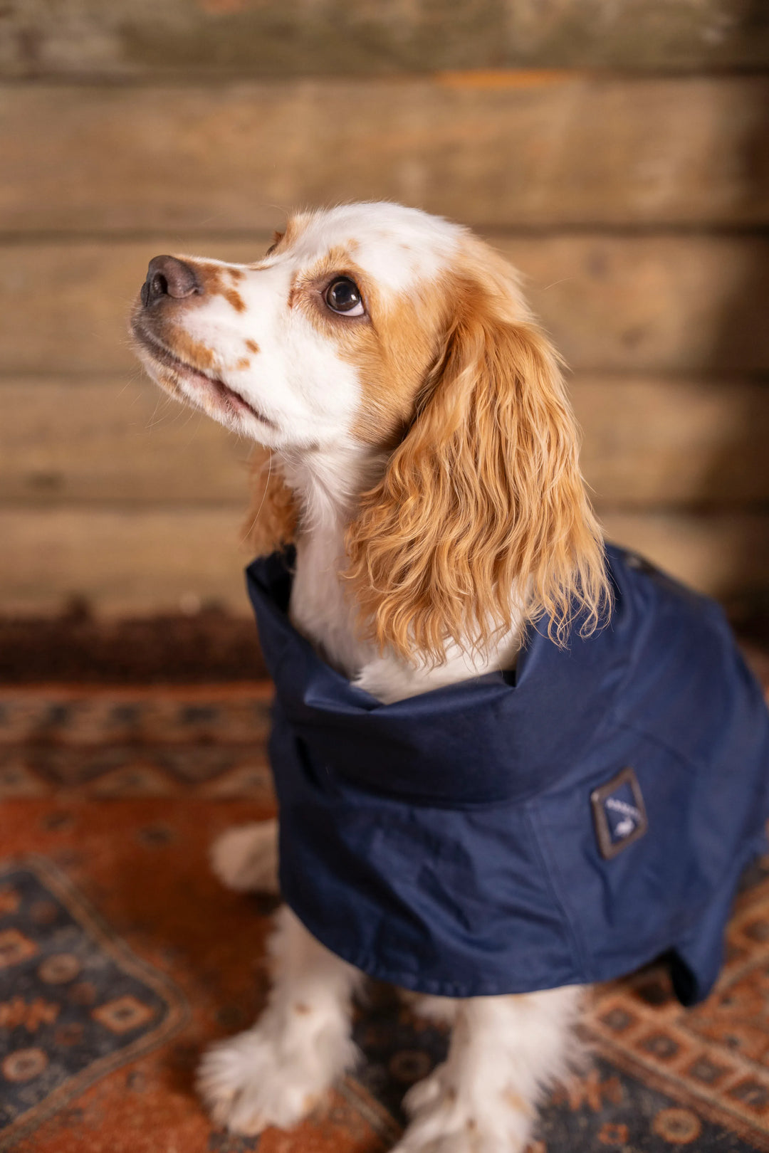 Impermeable Presidential Perro Azul Oscuro