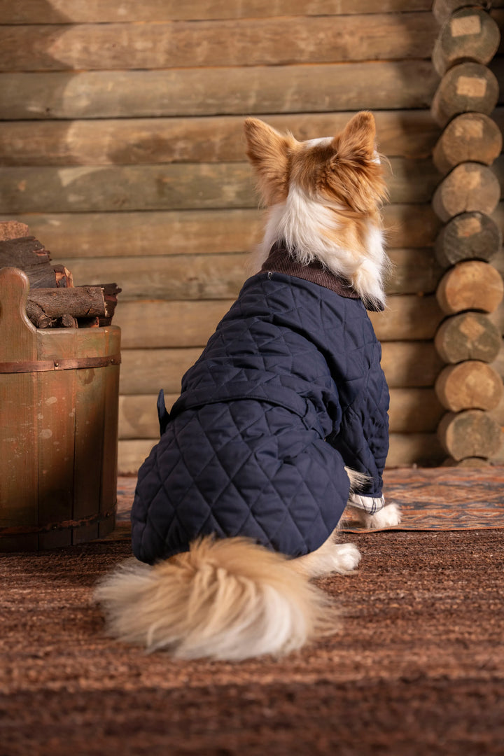 Balmoral Perro Azul Oscuro