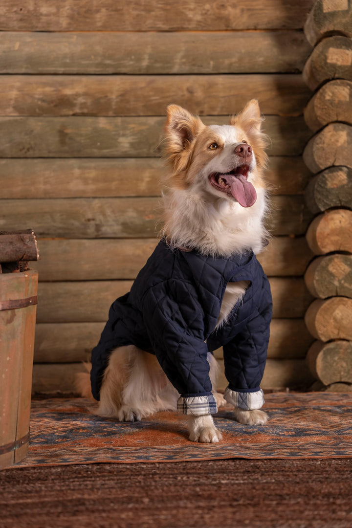 Balmoral Perro Azul Oscuro