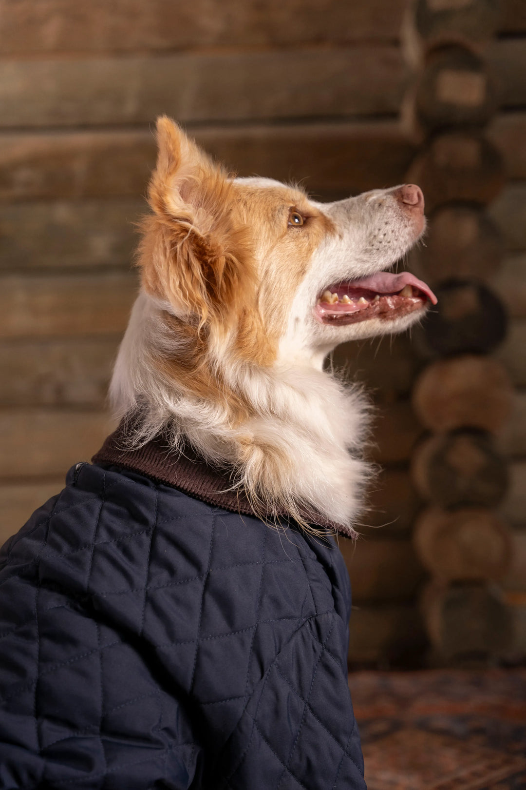 Balmoral Perro Azul Oscuro