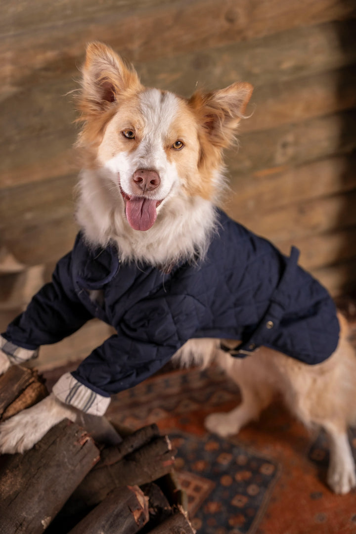 Balmoral Perro Azul Oscuro