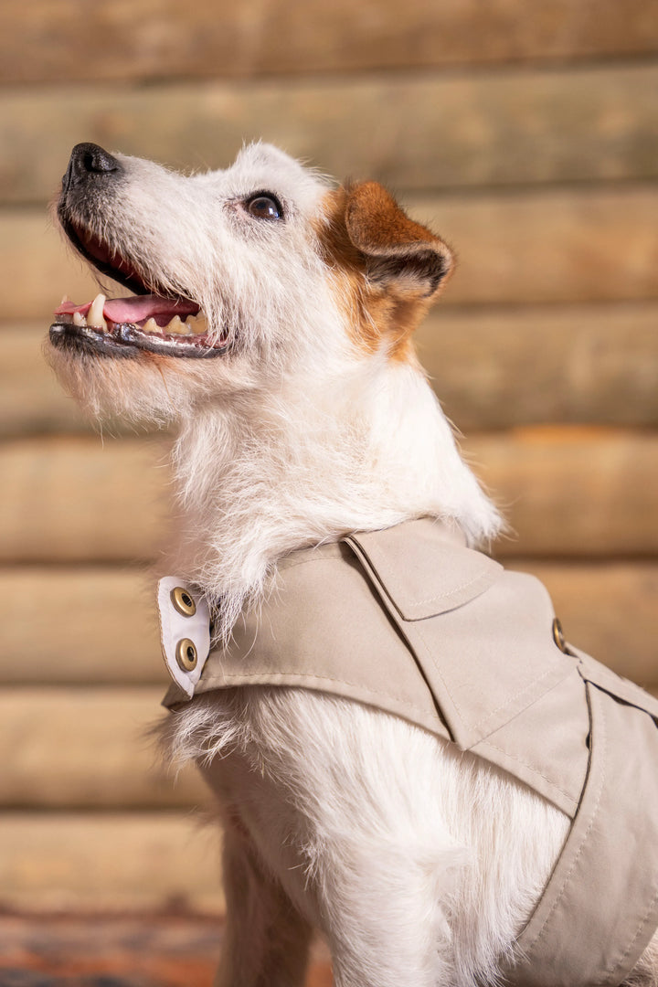 Trench Perro Beige Oscuro
