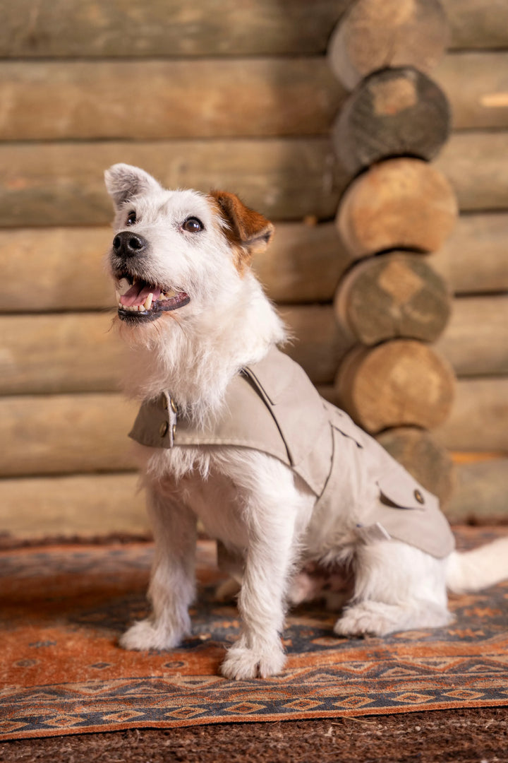 Trench Perro Beige Oscuro
