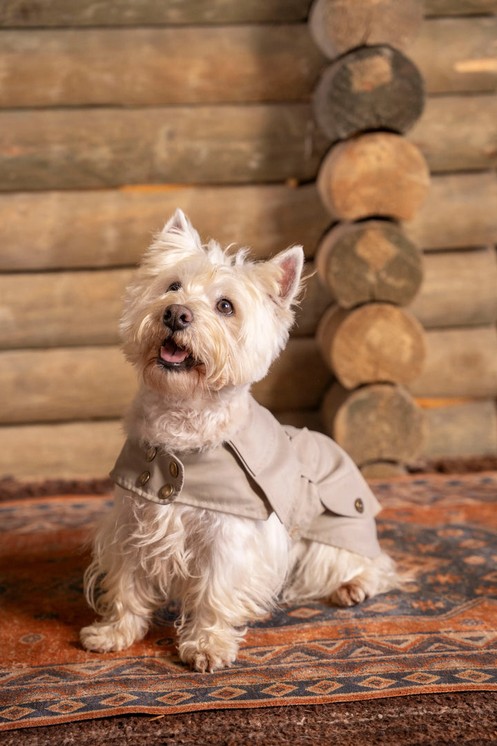 Trench Perro Beige Oscuro